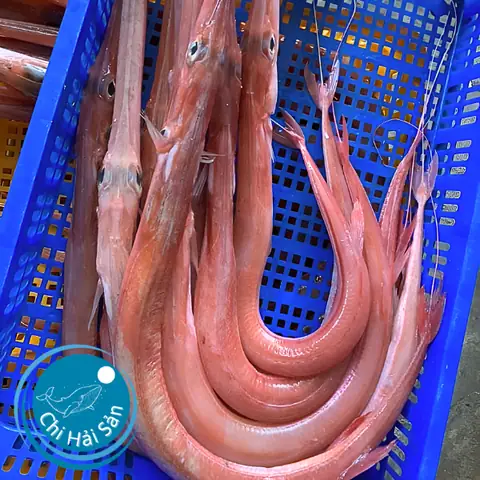Hình Ảnh Cá Chìa Vôi: Đặc Điểm, Phân Loại & Cách Nhận Biết