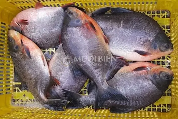 Hình Ảnh Cá Chim Nước Ngọt: Đặc Điểm, Cách Nhận Biết & Nguồn Gốc