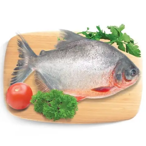 Hình Ảnh Cá Chim Nước Ngọt: Đặc Điểm, Cách Nhận Biết & Nguồn Gốc