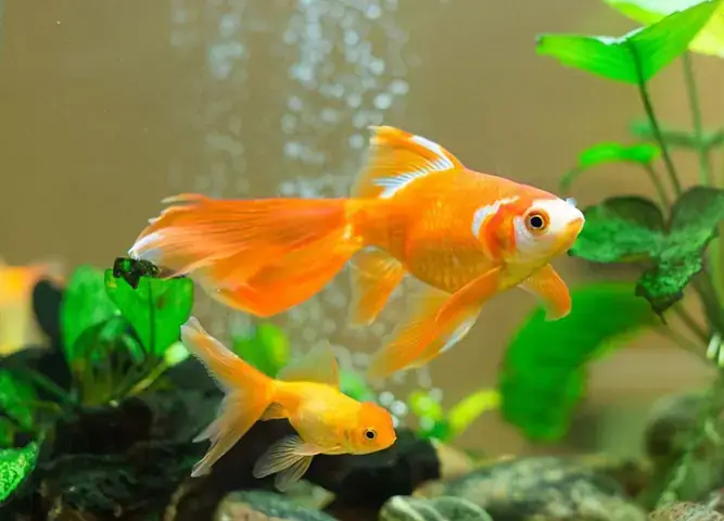 Hình Ảnh Cá Bơi: Kho Tải Miễn Phí & Ý Nghĩa Độc Đáo