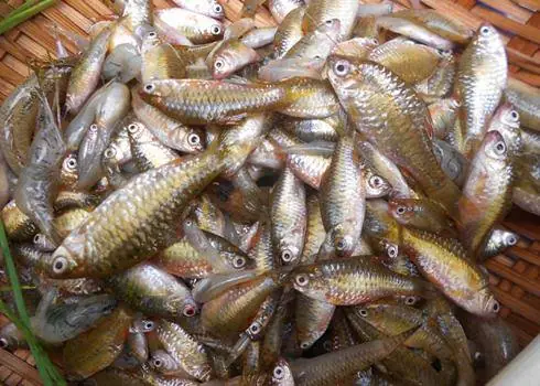 Hình Ảnh Cá Đồng Đẹp: Kho Ảnh, Đặc Điểm Và Các Món Ăn Ngon