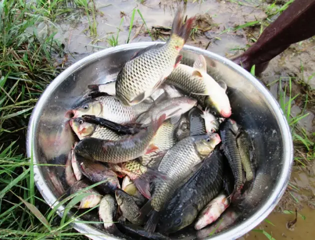 Hình Ảnh Cá Đồng Đẹp: Kho Ảnh, Đặc Điểm Và Các Món Ăn Ngon