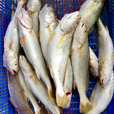 Hình Ảnh Cá Đù: Khám Phá Đặc Điểm, Cách Chế Biến & Địa Điểm Mua Ngon