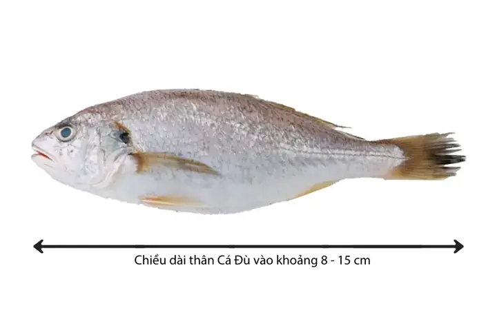 Hình Ảnh Cá Đù: Khám Phá Đặc Điểm, Cách Chế Biến & Địa Điểm Mua Ngon