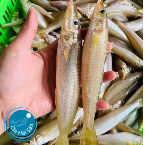 Cá Đục: Đặc Điểm, Cách Chế Biến Ngon & Mua Ở Đâu