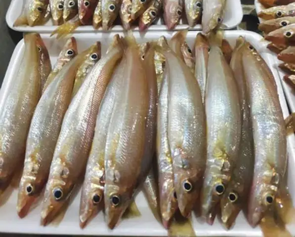 Cá Đục: Đặc Điểm, Cách Chế Biến Ngon & Mua Ở Đâu