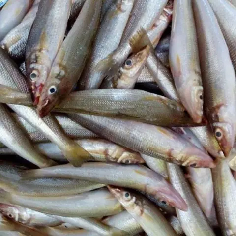 Cá Đục: Đặc Điểm, Cách Chế Biến Ngon & Mua Ở Đâu