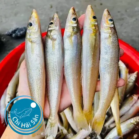Cá Đục: Đặc Điểm, Cách Chế Biến Ngon & Mua Ở Đâu