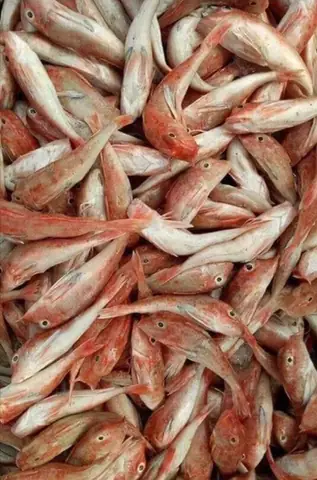 Hình Ảnh Cá Đùi Gà: Nhận Diện, Chế Biến & Món Ngon Hấp Dẫn