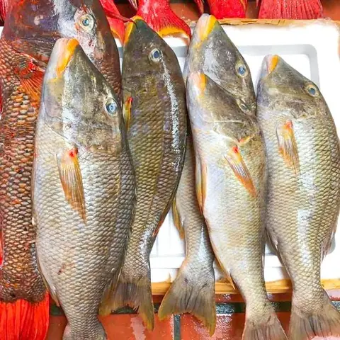 Hình Ảnh Cá Gáy Biển: Nhận Diện, Đặc Điểm & Các Món Ngon Dinh Dưỡng