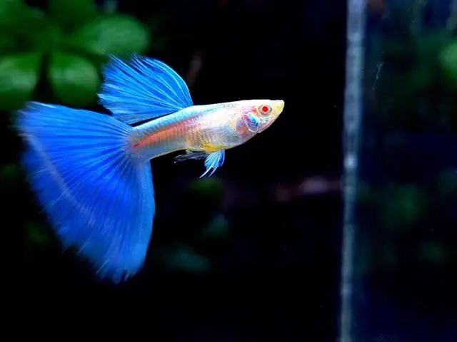 Khám Phá Thế Giới Hình Ảnh Cá Guppy (cá Bảy Màu) Đẹp & Đa Dạng