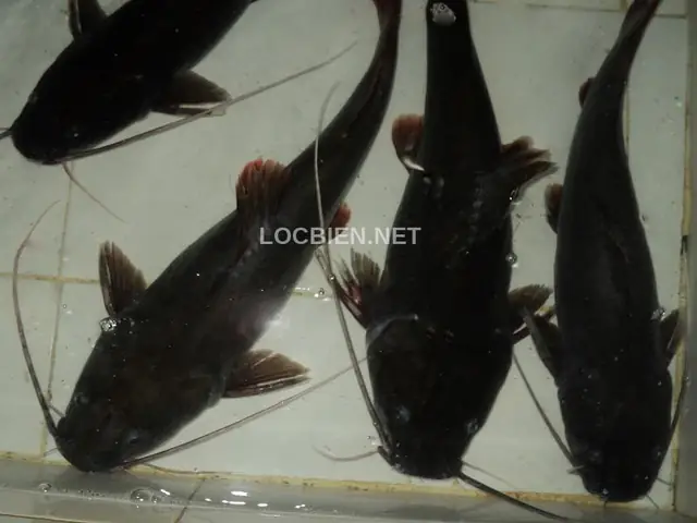 Hình Ảnh Cá Lăng Đen: Đặc Điểm, Phân Loại Và Món Ngon Hình Ảnh Cá Lăng Đen: Đặc Điểm, Phân Loại Và Món Ngon