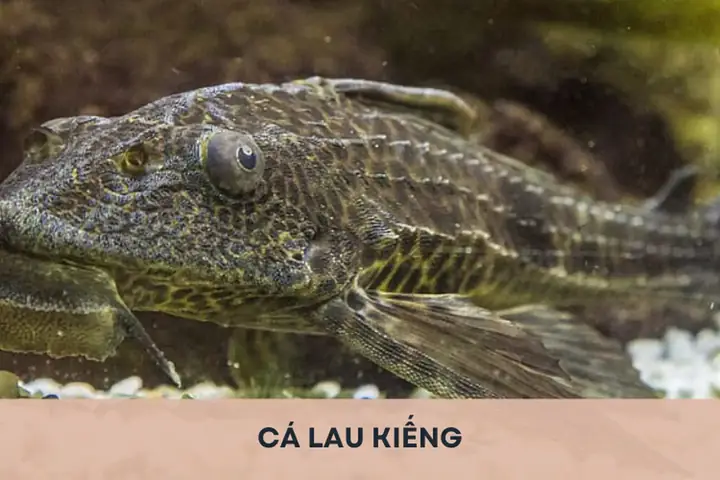 Hình Ảnh Cá Lau Kiếng: Đặc Điểm, Cách Nhận Biết Và Lưu Ý Khi Nuôi