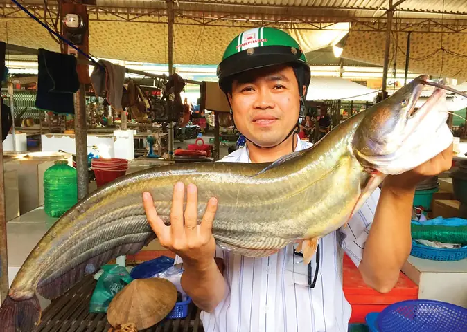 Hình Ảnh Cá Leo Sông: Đặc Điểm, Môi Trường Sống Và Ý Nghĩa