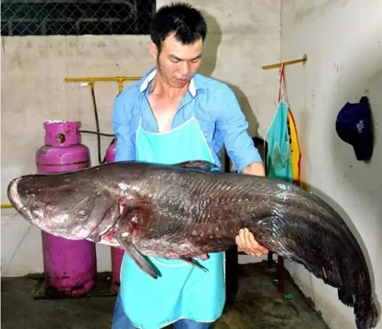 Hình Ảnh Cá Leo Sông: Đặc Điểm, Môi Trường Sống Và Ý Nghĩa