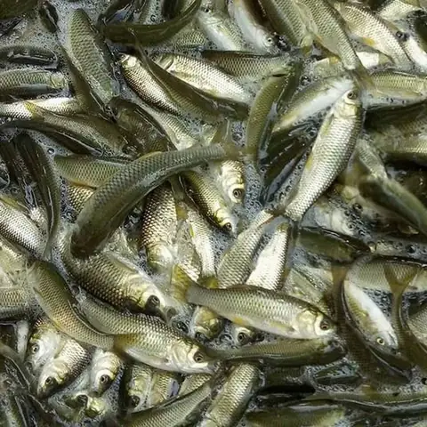 Hình Ảnh Cá Linh Non: Đặc Sản Mùa Nước Nổi Miền Tây & Những Điều Thú Vị