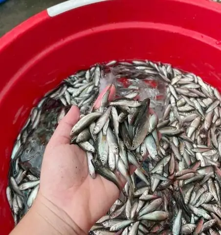 Hình Ảnh Cá Linh Non: Đặc Sản Mùa Nước Nổi Miền Tây & Những Điều Thú Vị