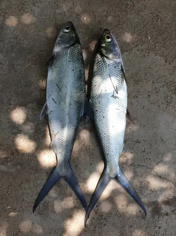 Hình Ảnh Cá Măng: Đặc Điểm, Các Loại Và Lưu Ý Khi Sử Dụng Hình Ảnh Cá Măng: Đặc Điểm, Các Loại Và Lưu Ý Khi Sử Dụng