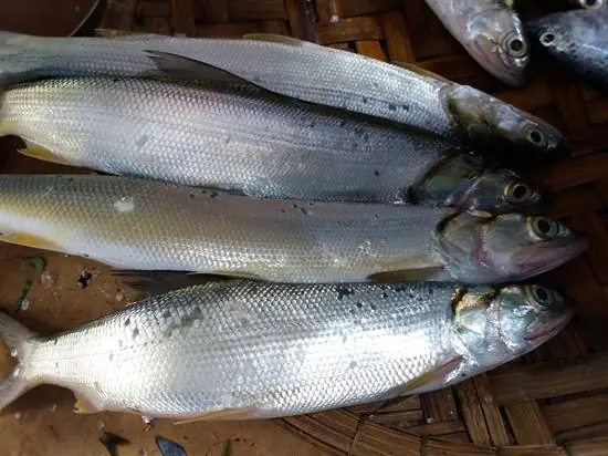 Hình Ảnh Cá Măng: Đặc Điểm, Các Loại Và Lưu Ý Khi Sử Dụng Hình Ảnh Cá Măng: Đặc Điểm, Các Loại Và Lưu Ý Khi Sử Dụng