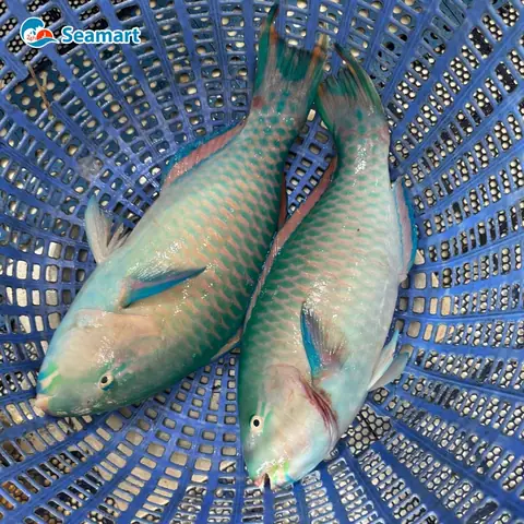 Hình Ảnh Cá Mó: Đặc Điểm, Phân Loại & Các Món Ngon Hấp Dẫn