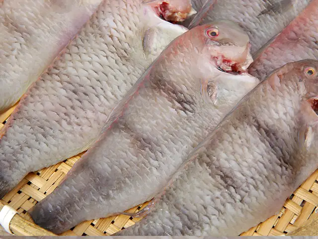 Hình Ảnh Cá Mó: Đặc Điểm, Phân Loại & Các Món Ngon Hấp Dẫn