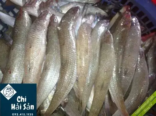 Hình Ảnh Cá Mối Tươi: Đặc Điểm, Cách Nhận Biết Và Các Món Ngon