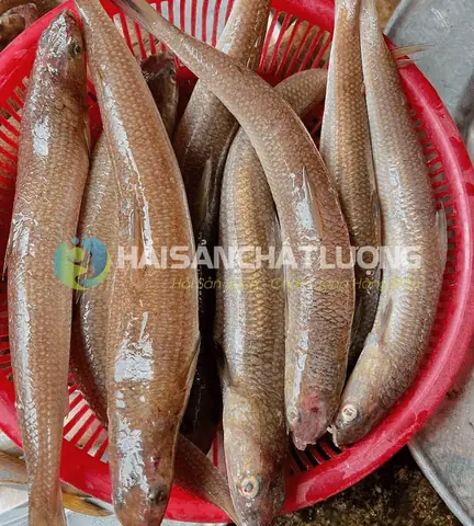 Hình Ảnh Cá Mối Tươi: Đặc Điểm, Cách Nhận Biết Và Các Món Ngon