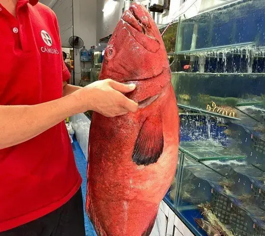 Hình Ảnh Cá Mú Đỏ: Đặc Điểm Nhận Dạng Và Nguồn Ảnh Chất Lượng Hình Ảnh Cá Mú Đỏ: Đặc Điểm Nhận Dạng Và Nguồn Ảnh Chất Lượng