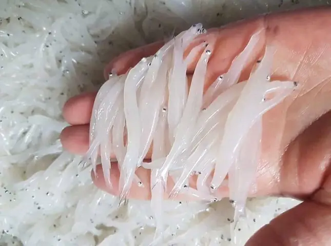 Hình Ảnh Cá Ngần: Khám Phá Đặc Điểm, Mùa Vụ Và Cách Chế Biến Ngon