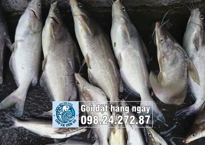 Hình Ảnh Cá Ngạnh Sông: Đặc Điểm, Phân Bố Và Món Ngon Hấp Dẫn Hình Ảnh Cá Ngạnh Sông: Đặc Điểm, Phân Bố Và Món Ngon Hấp Dẫn