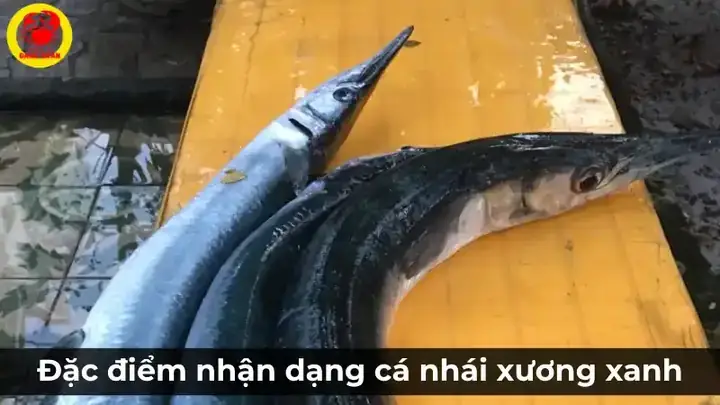 Hình Ảnh Cá Nhái: Đặc Điểm, Nhận Dạng Và Các Món Ngon Từ Cá Xương Xanh