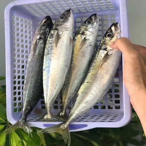 Hình Ảnh Cá Nục Chuối: Đặc Điểm, Dinh Dưỡng Và Cách Nhận Biết
