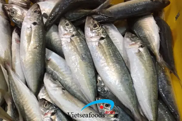 Hình Ảnh Cá Nục Gai: Nhận Diện, Đặc Điểm Và Nơi Tìm Mua
