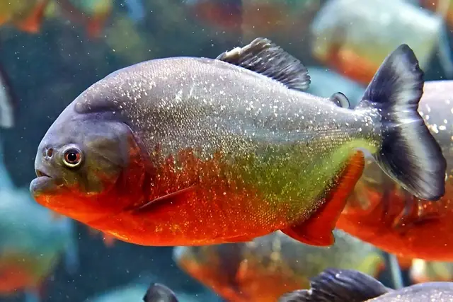 Hình Ảnh Cá Piranha: Tổng Hợp Ảnh Đẹp Và Thông Tin Chi Tiết