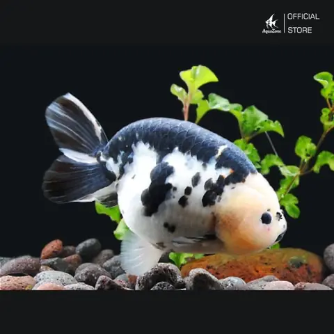 Top 500+ Hình Ảnh Cá Ranchu Đẹp & Đặc Điểm Nhận Dạng