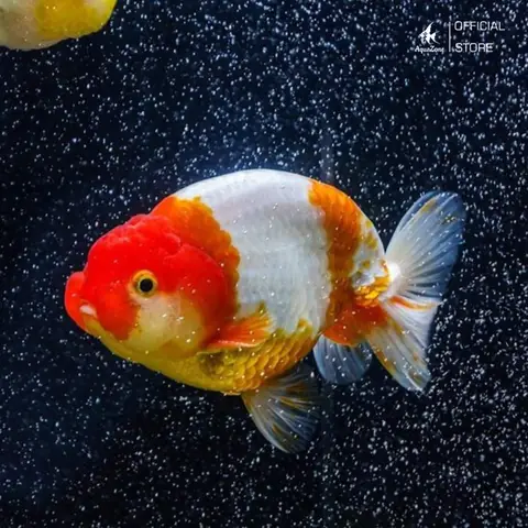 Top 500+ Hình Ảnh Cá Ranchu Đẹp & Đặc Điểm Nhận Dạng