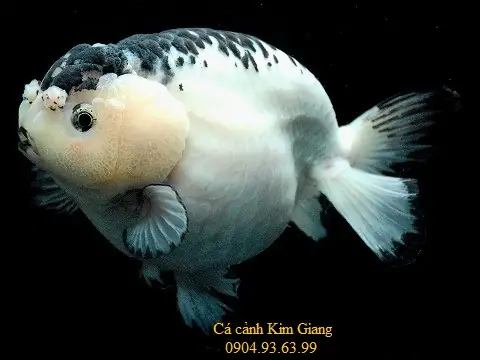 Top 500+ Hình Ảnh Cá Ranchu Đẹp & Đặc Điểm Nhận Dạng