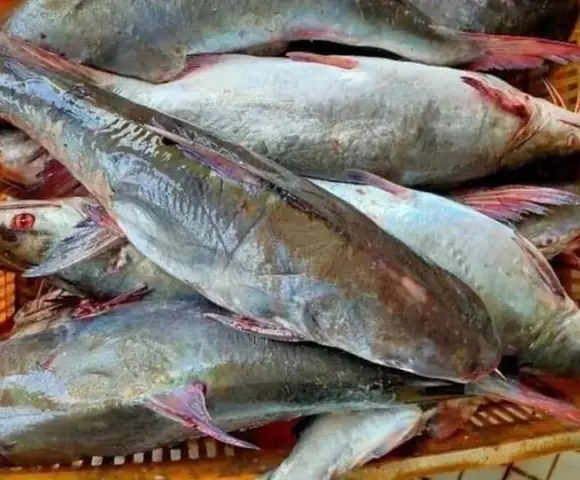 Hình Ảnh Cá Rún: Đặc Điểm, Nguồn Gốc & Các Món Ngon