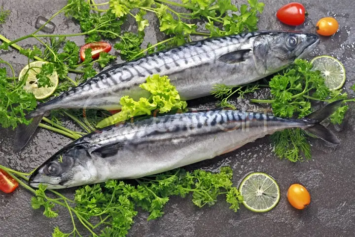 Hình Ảnh Cá Saba: Khám Phá Kho Ảnh Đẹp Và Ý Tưởng Sáng Tạo