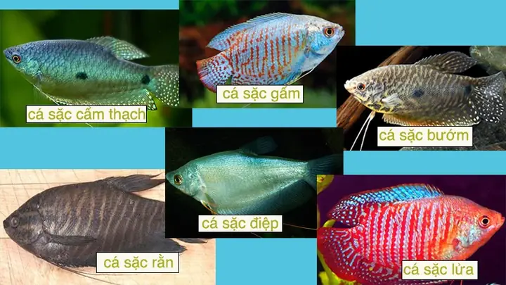 Hình Ảnh Cá Sặc: Đặc Điểm, Các Loại Phổ Biến Và Món Ngon