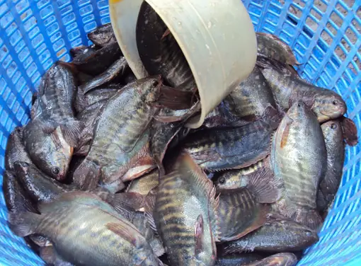 Hình Ảnh Cá Sặc Rằn: Đặc Điểm Nhận Biết Và Thông Tin Chi Tiết