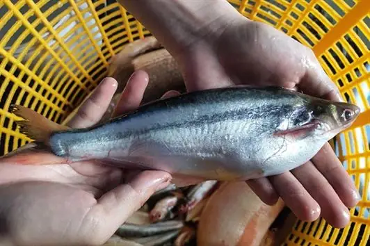 Cá Sọc Ngựa: Đặc Điểm, Các Loại Phổ Biến Và Hướng Dẫn Nuôi Chi Tiết