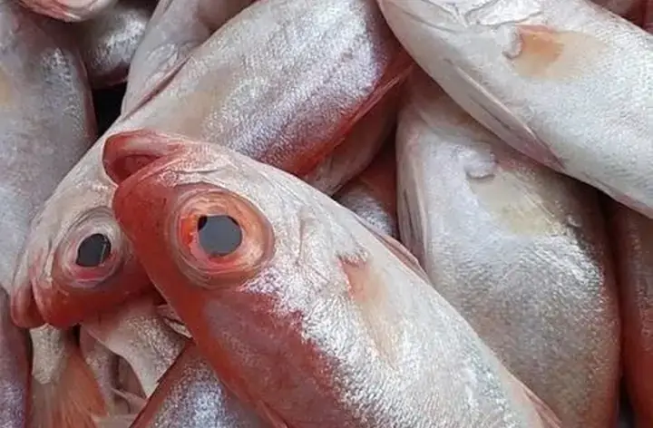 Hình Ảnh Cá Sơn Thóc: Đặc Điểm, Phân Loại Và Các Món Ăn Ngon