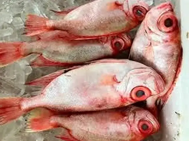 Hình Ảnh Cá Sơn Thóc: Đặc Điểm, Phân Loại Và Các Món Ăn Ngon