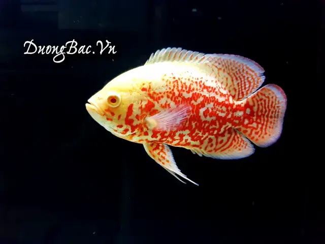 Hình Ảnh & Thông Tin Chi Tiết Về Cá Tai Tượng Châu Phi: Đặc Điểm, Phân Loại & Cách Nuôi