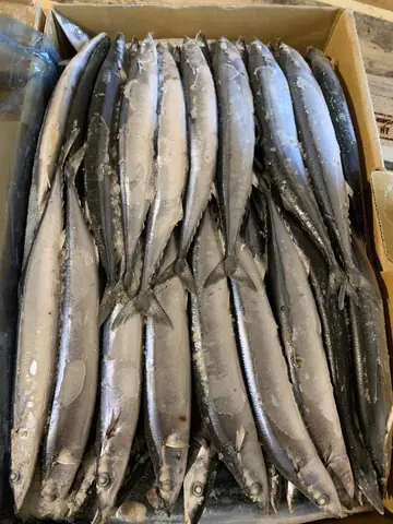 Hình Ảnh Cá Thu Nhật Bản (sanma): Đặc Điểm, Dinh Dưỡng Và Món Ngon Hình Ảnh Cá Thu Nhật Bản (sanma): Đặc Điểm, Dinh Dưỡng Và Món Ngon
