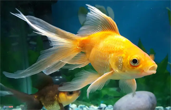 Hình Ảnh Cá Đẹp: Tuyển Tập Miễn Phí Và Đa Dạng Hình Ảnh Cá Đẹp: Tuyển Tập Miễn Phí Và Đa Dạng