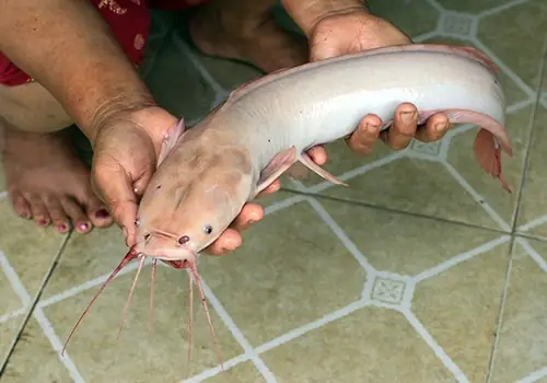 Hình Ảnh Cá Trê Trắng: Đặc Điểm, Phân Biệt Và Cách Nhận Biết Chuẩn