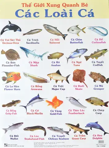 Tổng Hợp Hình Ảnh Các Loại Cá Đẹp Và Phổ Biến Nhất Tổng Hợp Hình Ảnh Các Loại Cá Đẹp Và Phổ Biến Nhất
