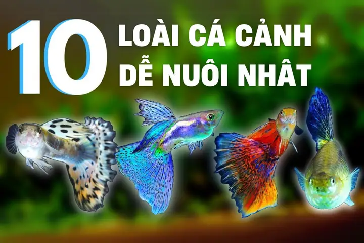 Top Hình Ảnh Các Loại Cá Cảnh Đẹp & Dễ Nuôi Nhất Cho Bể Thủy Sinh